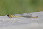 Grosse Pechlibelle, Ischnura elegans, Farbform infuscans-obsoleta