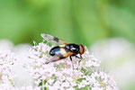 Gem. Waldschwebfliege, männl., Volucella pellucens