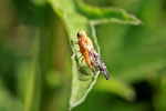 Bohrfliege, Acinia corniculata