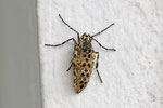 Großer Frostspanner, weibl., Erannis defoliaria