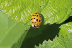 Asiatischer Marienkäfer, Harmonia axyridis