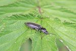 Schnellkäfer, Hemicrepidius sp.