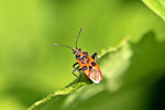 Zimtwanze, Corizus hyoscyami