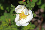 Hundsrose