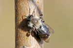 Weidensandbiene, Andrena vaga