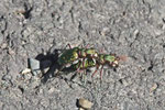 Feld-Sandlaufkäfer, Cicindela campestris