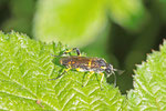 Blattwespe, Macrophya montana