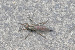 Raubfliege, Tolmerus sp.