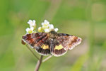 Hornkraut-Tageulchen, Panemeria tenebrata