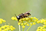 Gelbrand - Waffenfliege, Stratiomys potamida