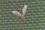 Raupenfliege, Mintho rufiventris
