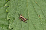 Gem. Strauchschrecke, männl., Pholidoptera griseoaptera