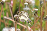 Schwalbenschwanz, Papilio machaon