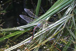 Große Königslibelle, weibl., Anax imperator