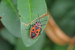 Feuerwanze, Pyrrhocoris apterus