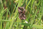Gammaeule, Autographa gamma