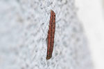 Raupe der Hausmutter, Noctua pronuba