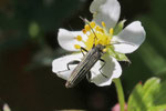 Graugrüner Scheinbockkäfer, männl., Oedemera virescens