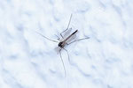 Zuckmücke, männl., Chironomidae sp.