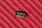 Gemeine Bodenwanze, Rhyparochromus vulgaris