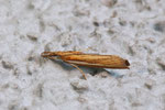Zünsler, Agriphila tristella