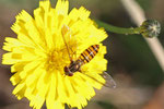 Hain-Schwebfliege, Episyrphus balteatus