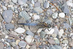 Großer Blaupfeil, Orthetrum cancellatum