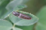 Rotbauchiger Laub-Schnellkäfer, Athous haemorrhoidalis