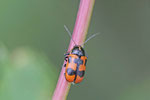 Sechspunkt-Fallkäfer, Cryptocephalus sexpunctatus