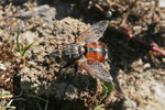 Raupenfliege, Peleteria rubescens