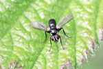 Erdwanzenfliege, Phania funesta