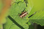 Gewöhnliche Strauchschrecke, Larve, Pholidoptera griseoaptera