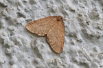 Kleiner Frostspanner, männl., Operophtera brumata