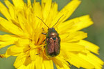 Seidiger Fallkäfer, Cryptocephalus sericeus