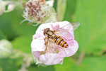 Hainschwebfliege, Episyrphus balteatus
