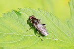 Langbauch-Schwebfliege, Xylota jakutorum