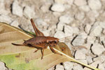 Gemeine Strauchschrecke, weibl., Pholidoptera griseoaptera