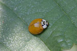 Asiatischer Marienkäfer, Harmonia axyridis