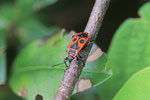 Feuerwanze, Pyrrhocoris apterus