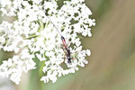 Schlupfwespe, weibl., Lissonata sp.