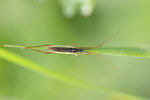 Weichwanze, männl., Notostira elongata