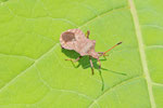 Lederwanze, Coreus marginatus