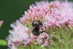Wiesenhummel, Bombus pratorum