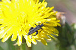 Grüner Scheinbockkäfer, männl., Oedemera nobilis