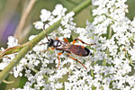 Flicken-Schlupfwespe, weibl., Ichneumon sarcitorius