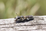 Natternkopf-Mauerbiene, weibl., Osmia adunca