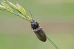 Schnellkäfer, Hemicrepidius sp.