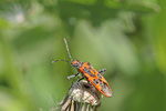 Zimtwanze, Corizus hyoscyami