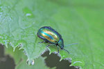 Blattkäfer, Chrysomelidae sp.