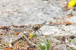 Vierfleck, Libellula quadrimaculata